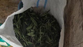 Բացահայտվել է թմրամիջոցների ապօրինի շրջանառությամբ զբաղվող հանցավոր խումբ, թմրամիջոցների պատրաստման լաբորատորիա․չորս անձ կալանավորվել է  (լուսանկարներ)